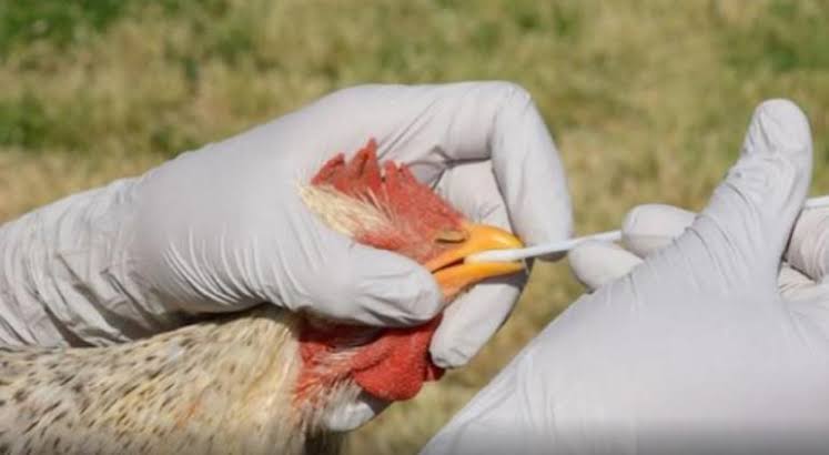 nxnoticias.com-detectan-presencia-de-gripe-aviar-en-granja-aislada-de-michoacan