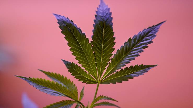 nxnoticias.com-se-disparan-en-eua-acciones-de-companias-vinculadas-al-cannabis