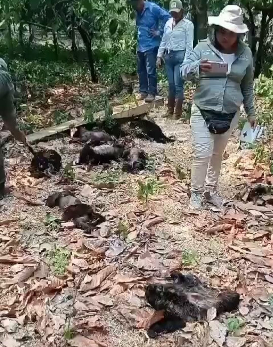 nxnoticias.com-denuncian-muerte-de-alrededor-de-200-monos-en-peligro-de-extincion-en-tabasco-y-chiapas