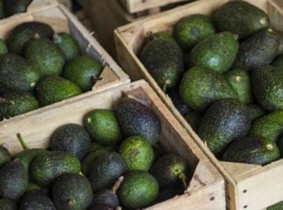 nxnoticias.com-estados-unidos-frena-importaciones-de-aguacate-mexicano