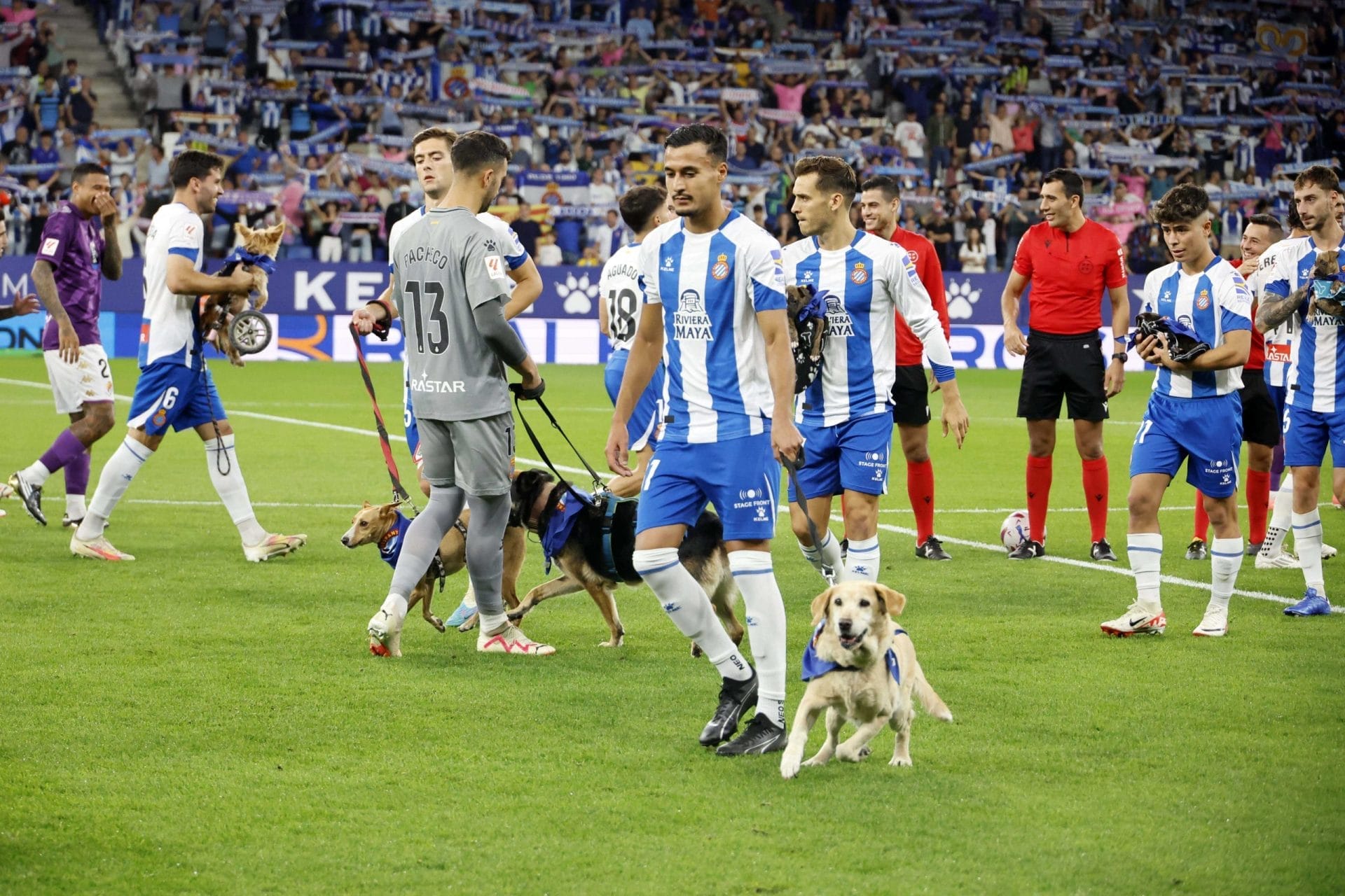 nxnoticias.com-el-espanyol-de-barcelona-promueve-la-adopcion-de-perros-en-pleno-juego