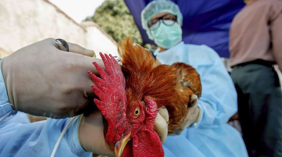 nxnoticias.com-eu-confirmo-el-primer-paciente-grave-de-gripe-aviar-en-luisiana