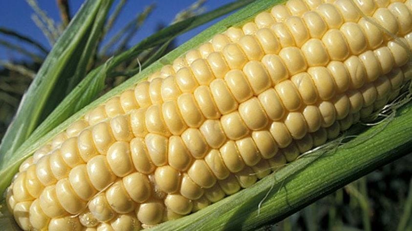 nxnoticias.com-aprueban-diputados-dictamen-que-protege-maices-nativos-de-modificaciones-geneticas