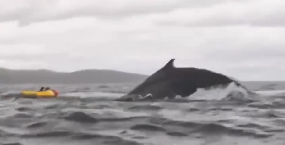 nxnoticias.com-ballena-jorobada-atrapa-a-joven-y-lo-expulsa-a-la-superficie-en-las-costas-de-chile