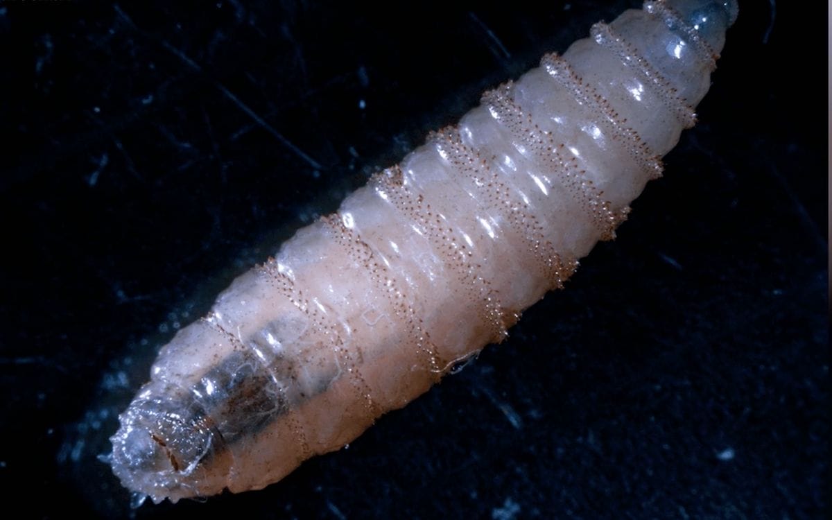 nxnoticias.com-confirma-nicaragua-casos-de-gusano-barrenador-en-humanos