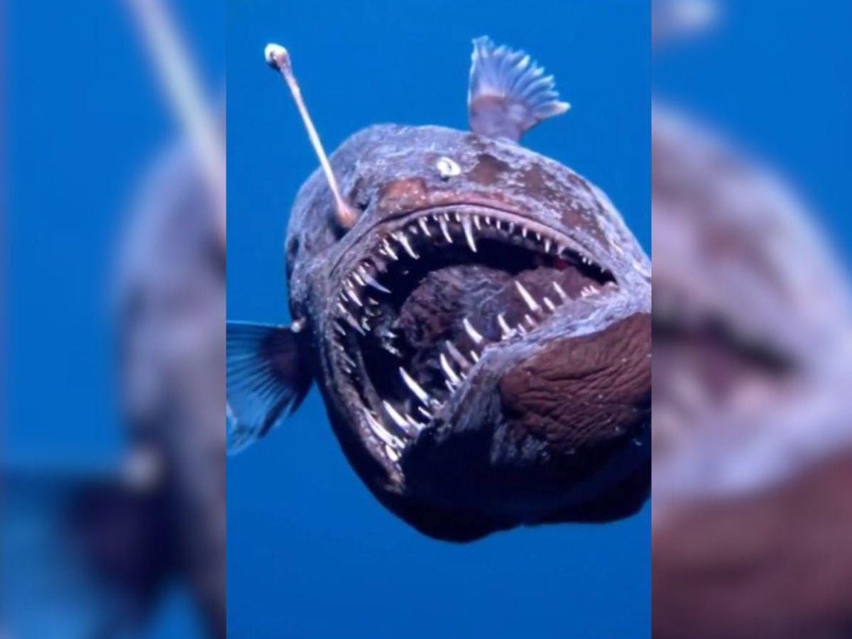 nxnoticias.com-insolito-pez-diablo-sorprende-en-aguas-cercanas-a-tenerife