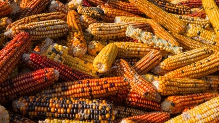 nxnoticias.com-mexico-revierte-restricciones-a-las-importaciones-de-maiz-transgenico