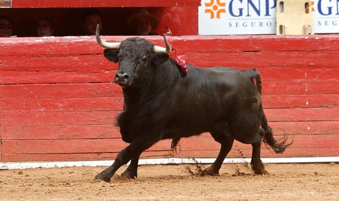 nxnoticias.com-avanza-iniciativa-para-prohibir-corridas-de-toros-sin-violencia-en-cdmx