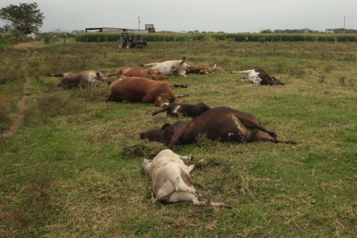 nxnoticias.com-muerte-masiva-de-reses-en-tabasco-por-envenenamiento