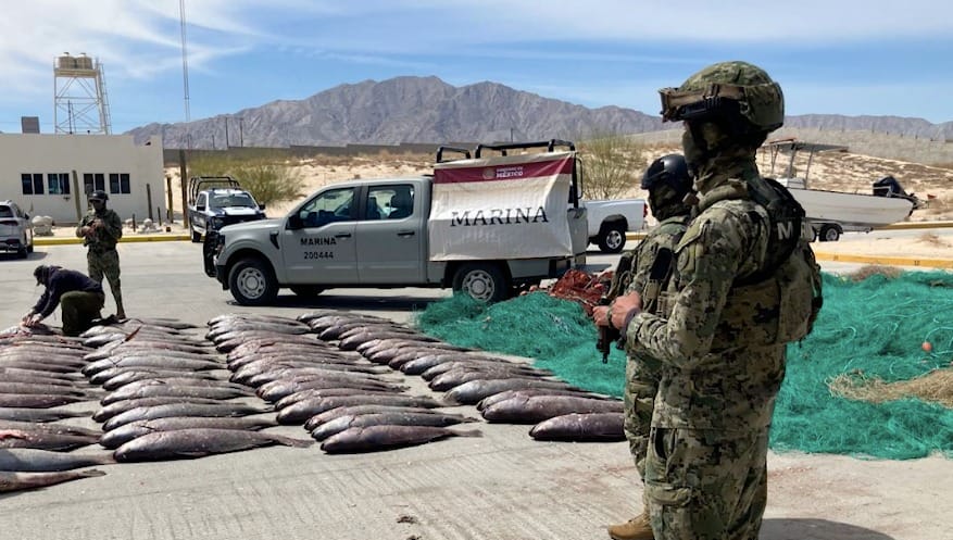 nxnoticias.com-semar-decomisa-redes-totoaberas-y-peces-en-bcs