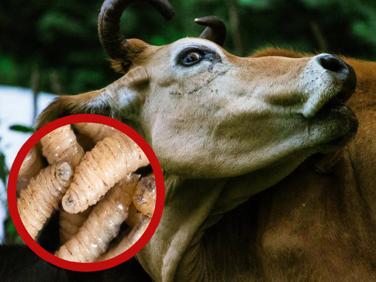 nxnoticias.com-borrador-automatico