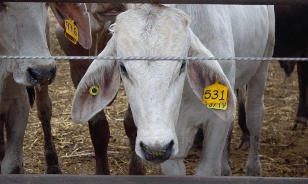 nxnoticias.com-mexico-y-eu-alcanzan-acuerdo-para-combatir-brote-de-gusano-barrenador