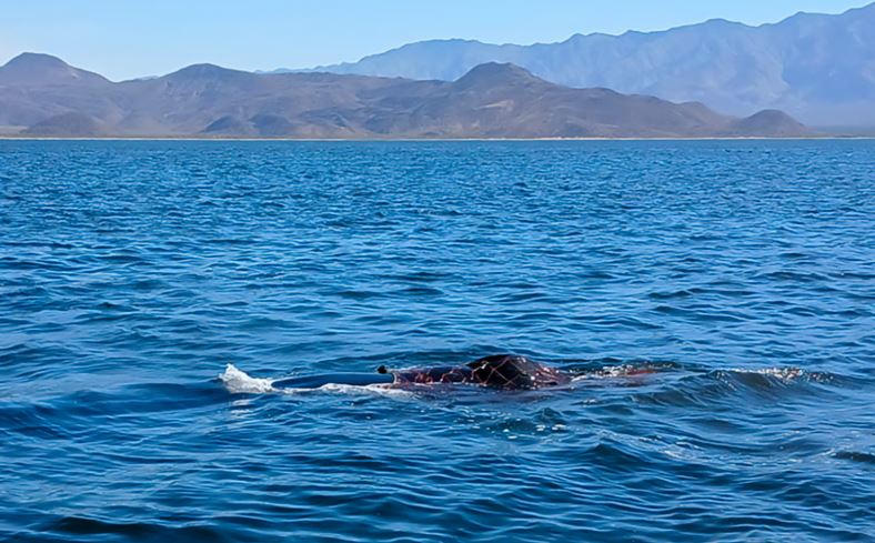 nxnoticias.com-borrador-automatico