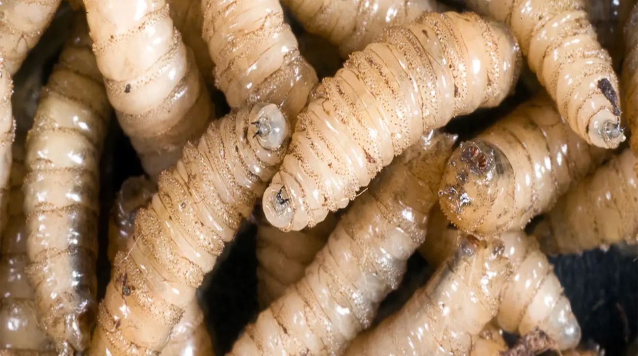 nxnoticias.com-confirman-casos-de-gusano-barrenador-en-oaxaca-y-chiapas