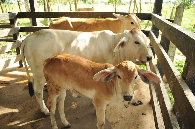 nxnoticias.com-eu-cierra-frontera-a-exportacion-de-ganado-mexicano-por-15-dias